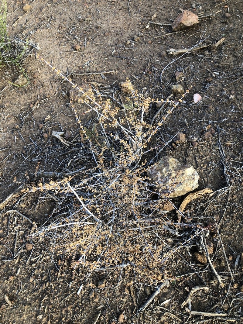 Vail Lake Ceanothus photo 4