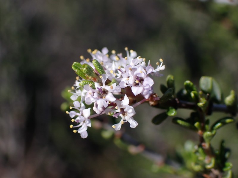 Vail Lake Ceanothus photo 5