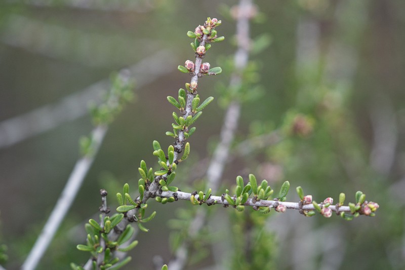Vail Lake Ceanothus photo 6