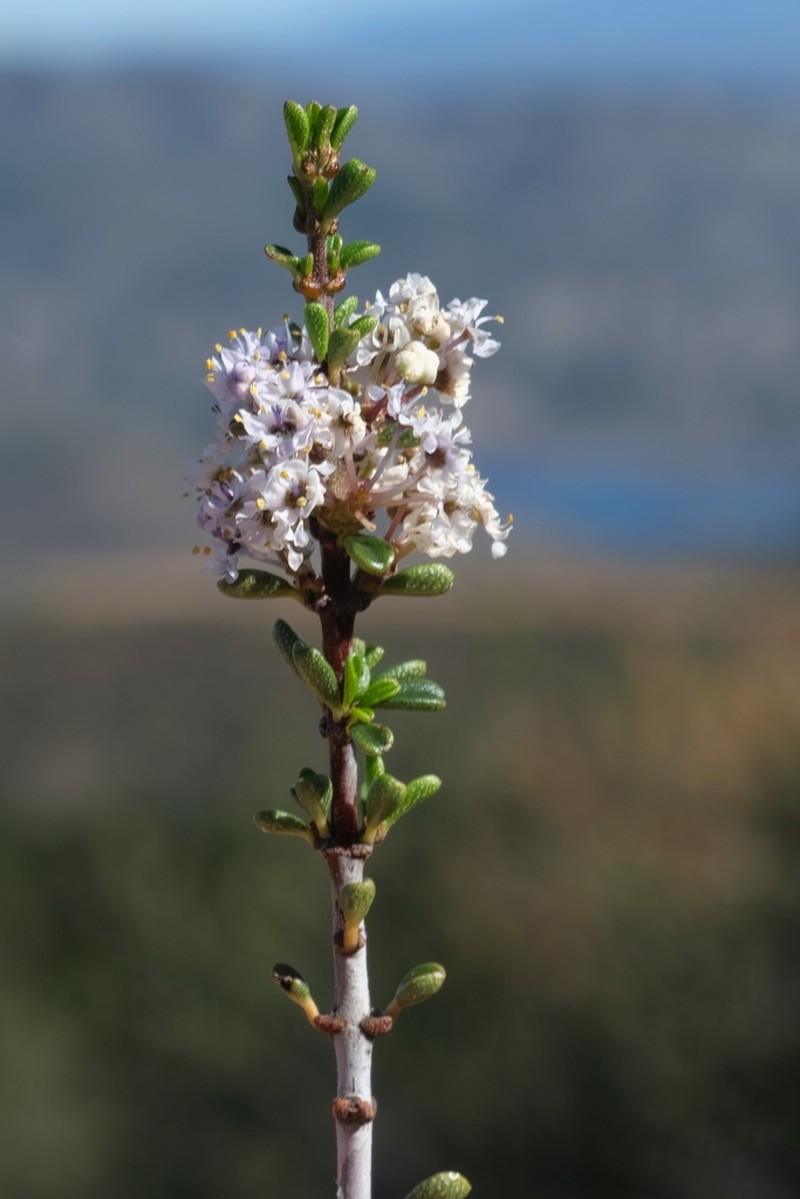 Vail Lake Ceanothus photo 7
