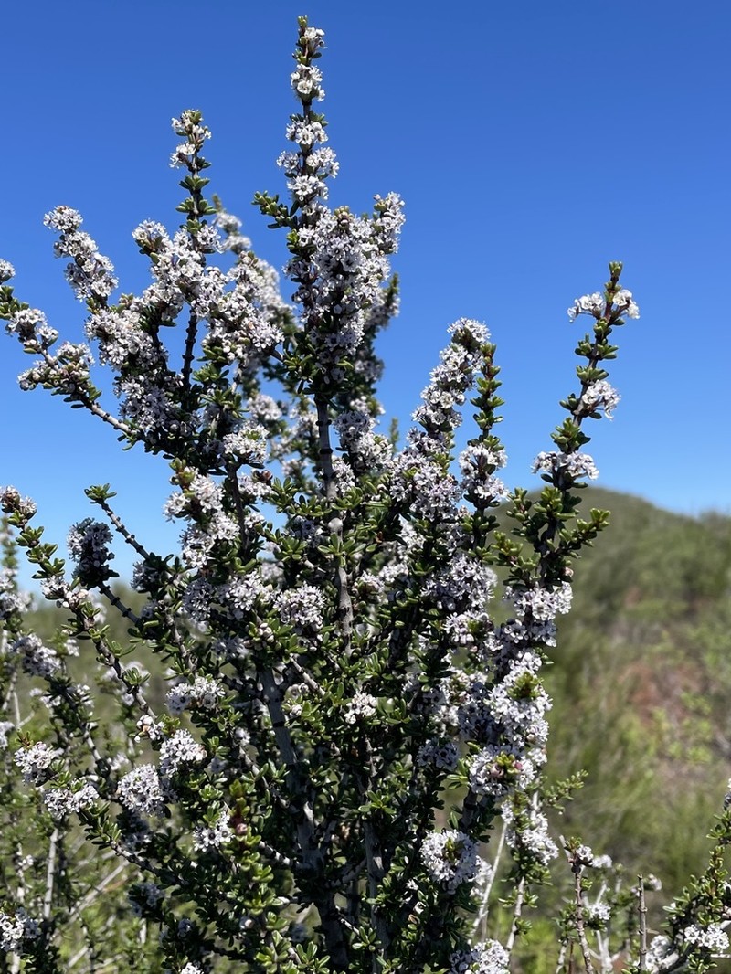 Vail Lake Ceanothus photo 8