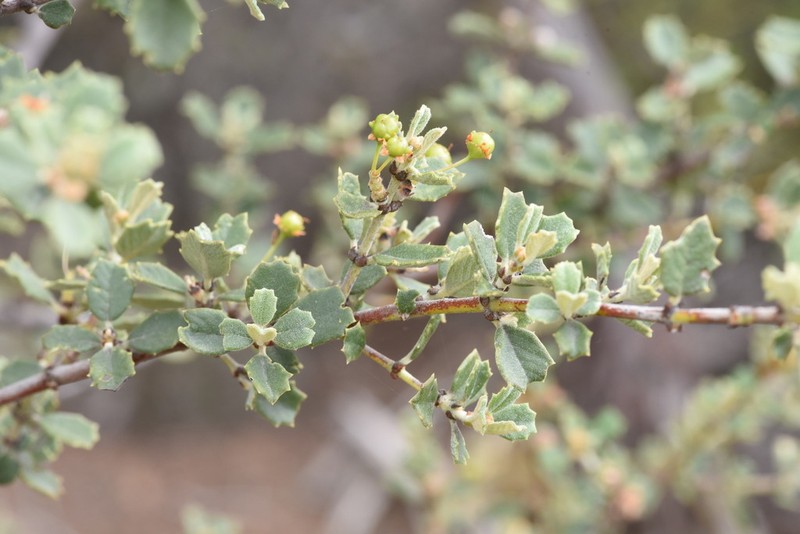 Ceanothus
