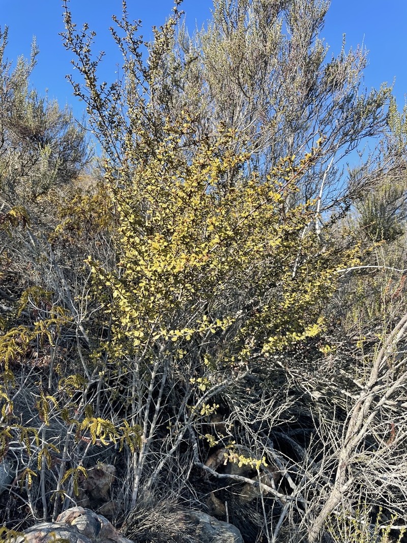 Ceanothus photo 3
