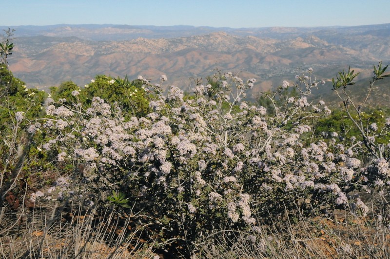 Ceanothus photo 4