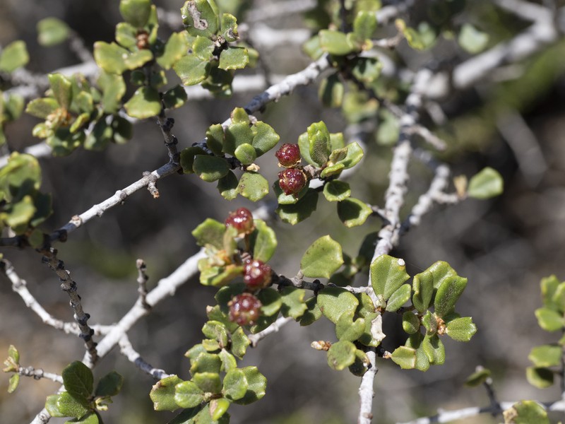 Ceanothus photo 5