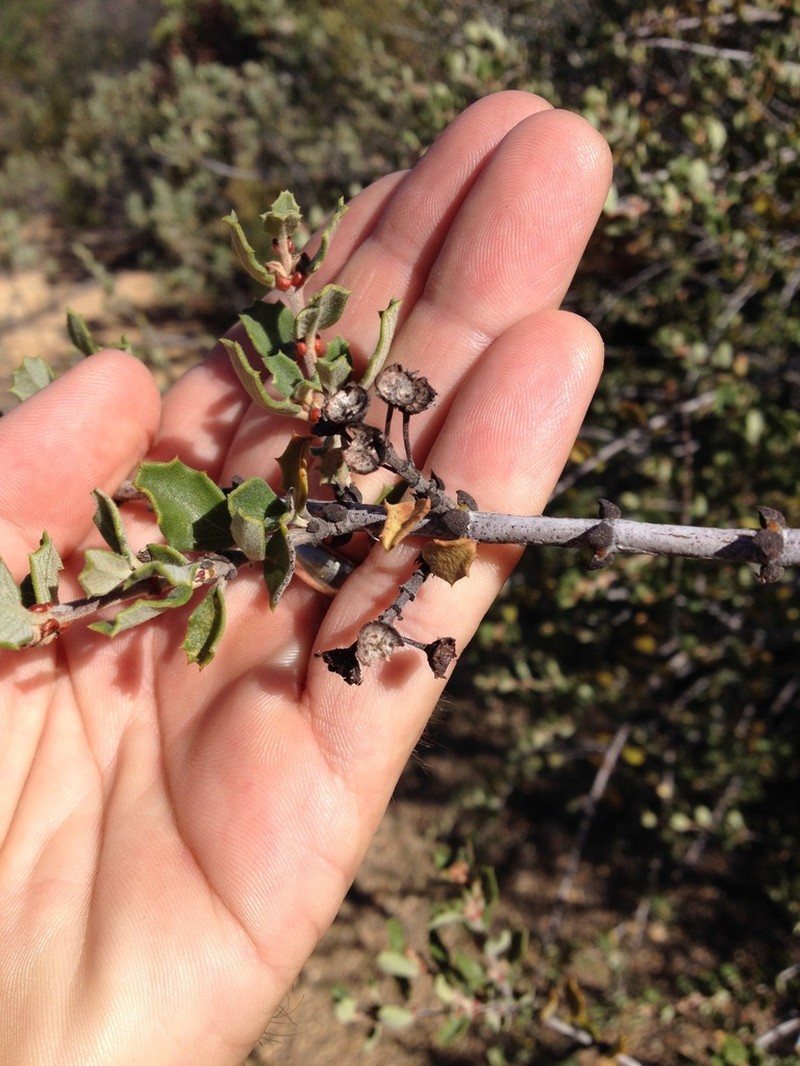 Ceanothus photo 6