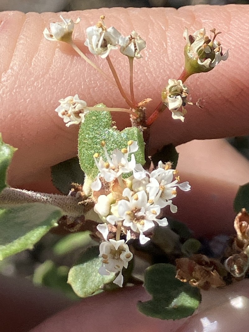 Ceanothus photo 7