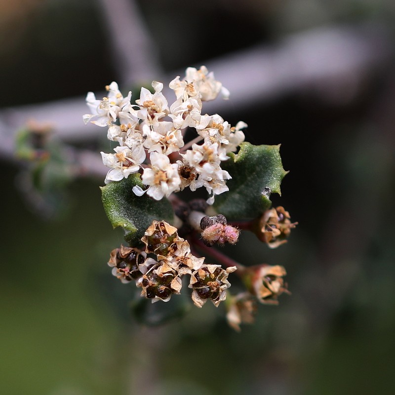 Ceanothus photo 8