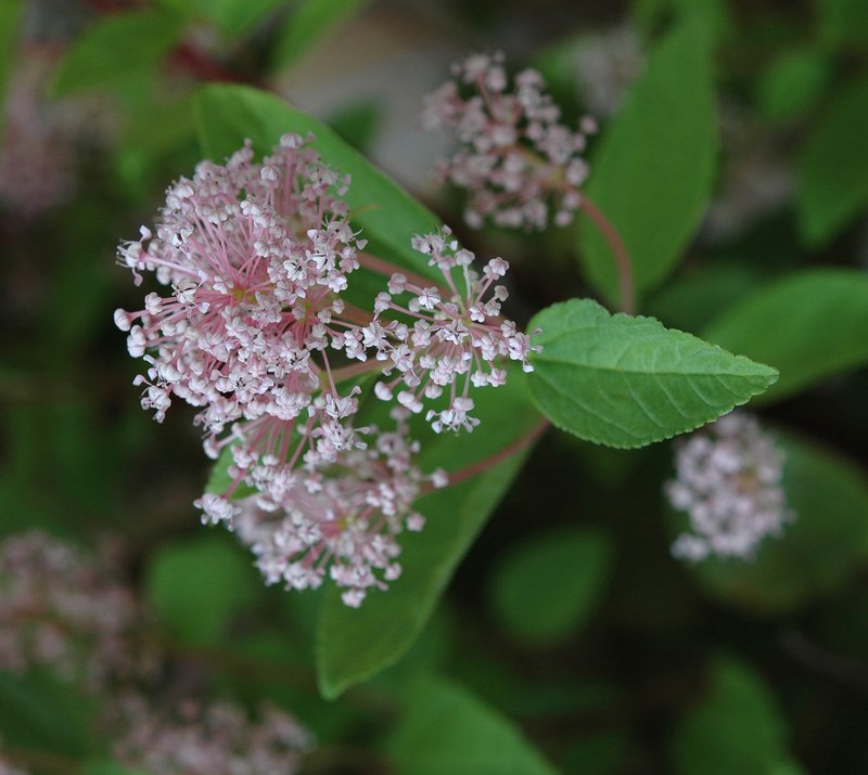 Ceanothus pallidus