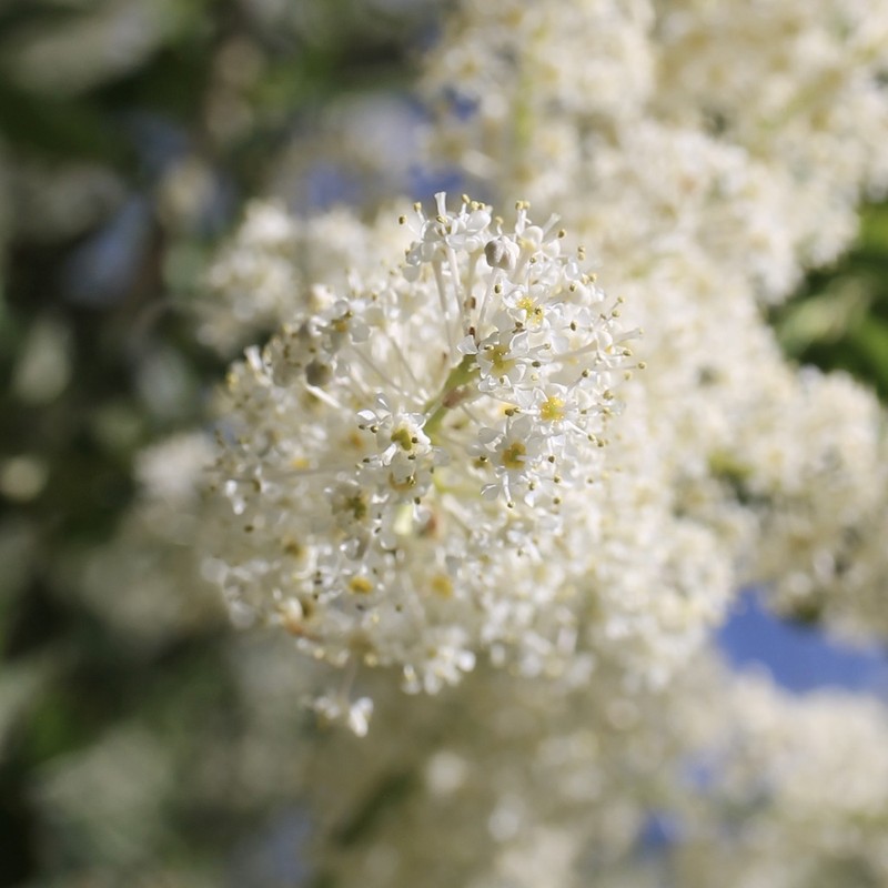 Palmer Ceanothus