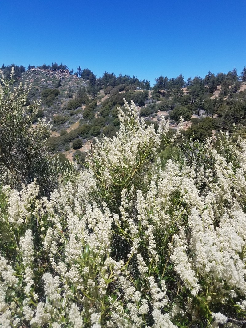 Palmer Ceanothus photo 3