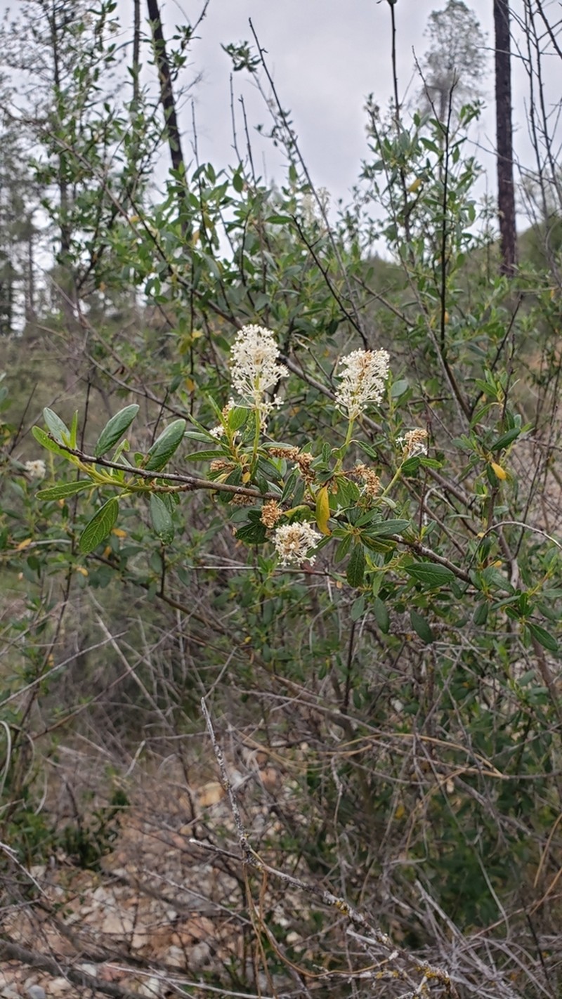 Palmer Ceanothus photo 5