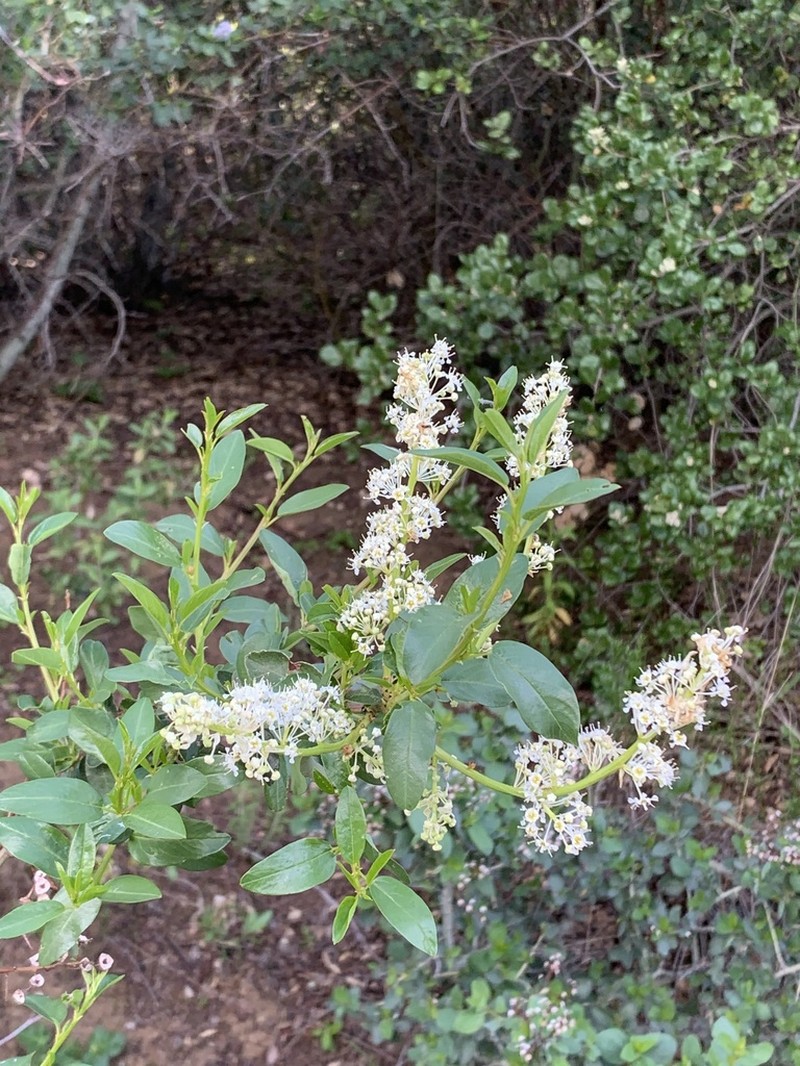 Palmer Ceanothus photo 8