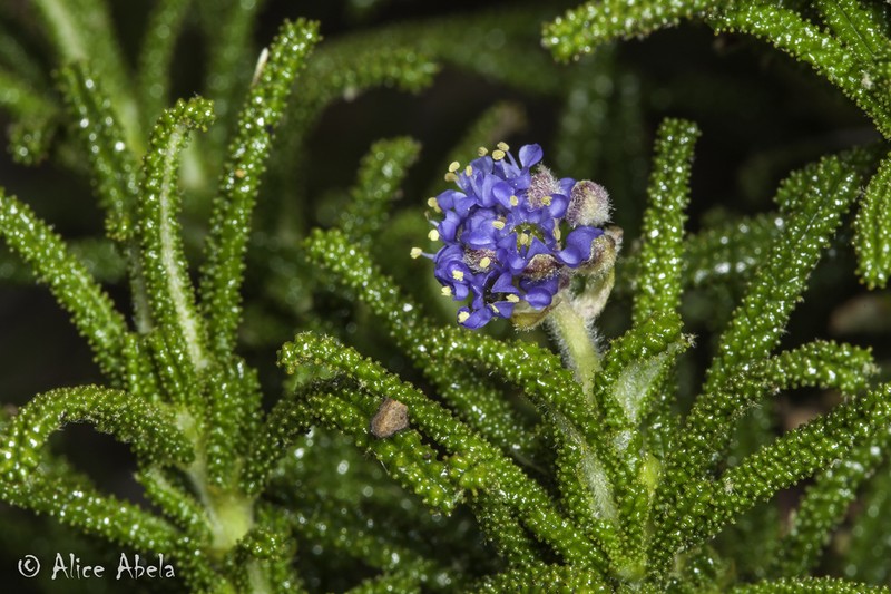 Wartleaf Ceanothus