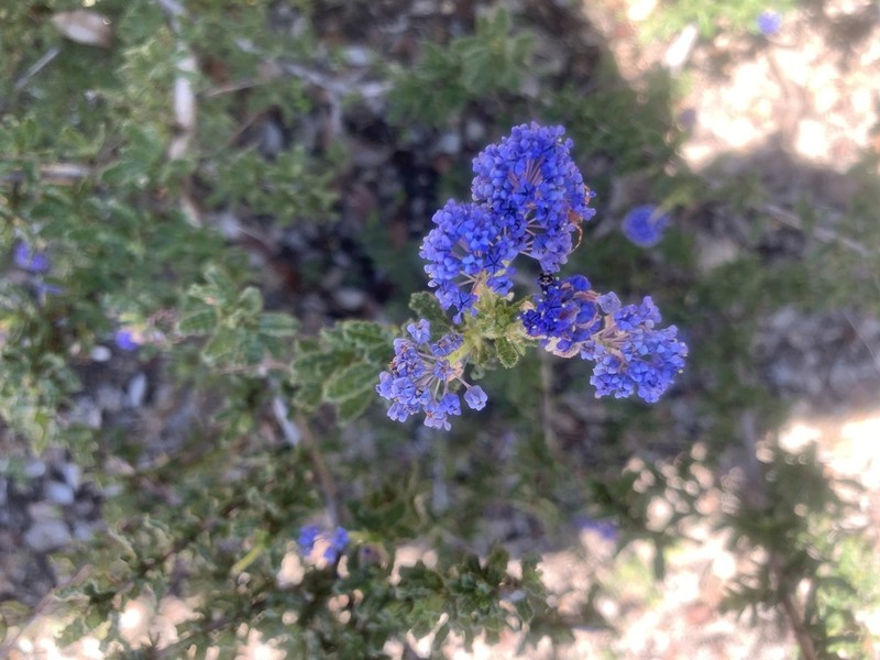 Wartleaf Ceanothus photo 2