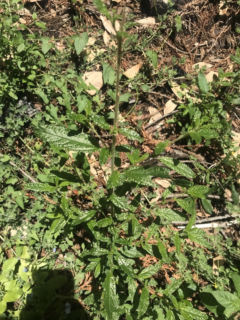 Wartleaf Ceanothus photo 3