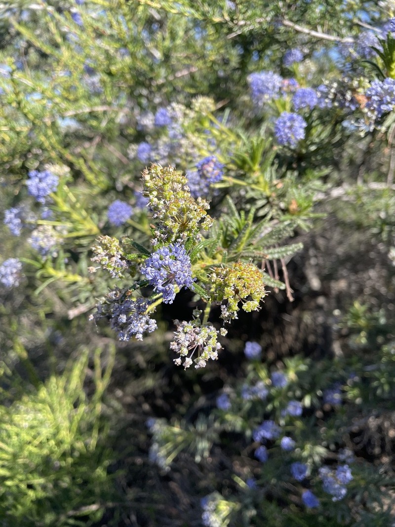 Wartleaf Ceanothus photo 4