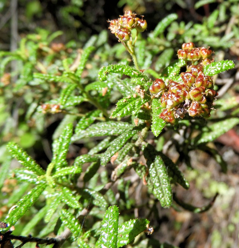 Wartleaf Ceanothus photo 5