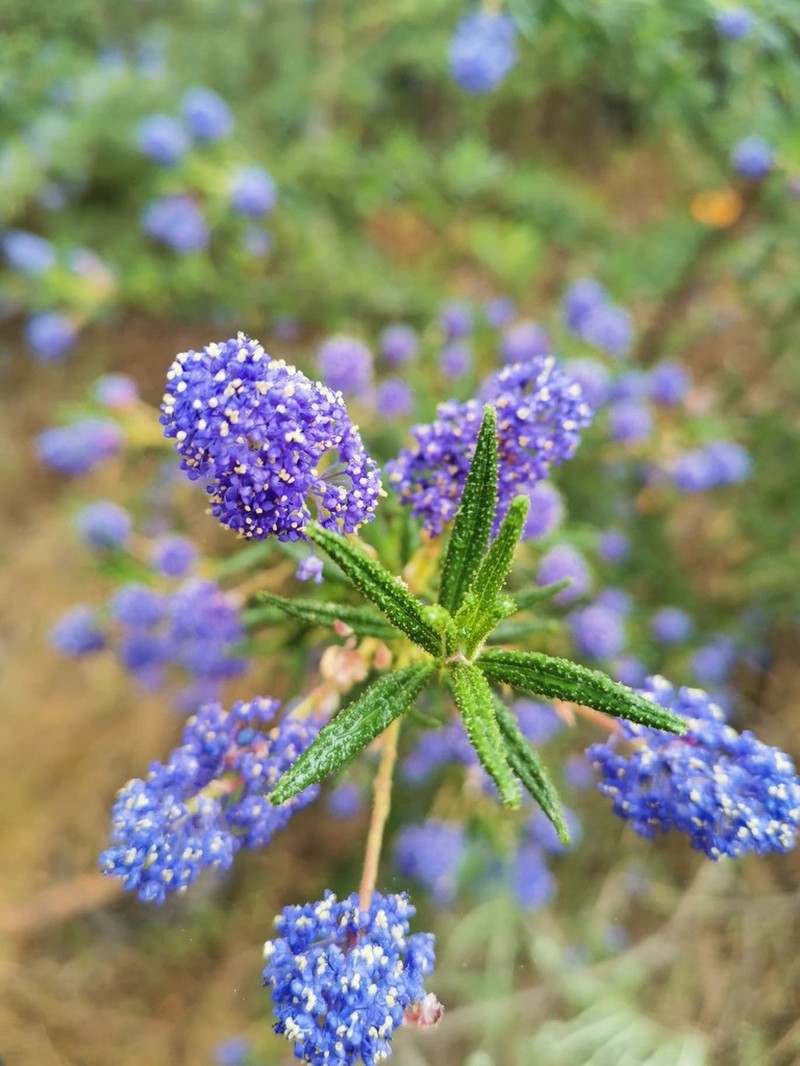 Wartleaf Ceanothus photo 6