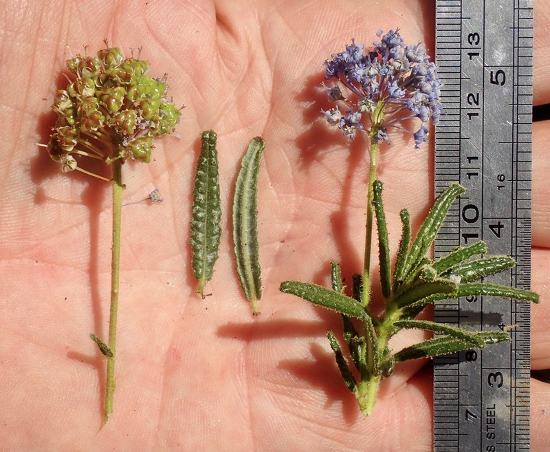 Wartleaf Ceanothus photo 7