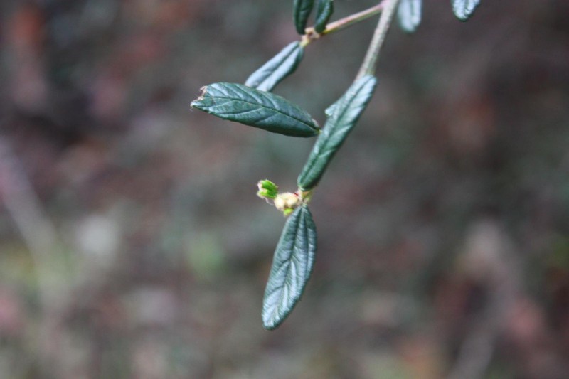 Parry Ceanothus
