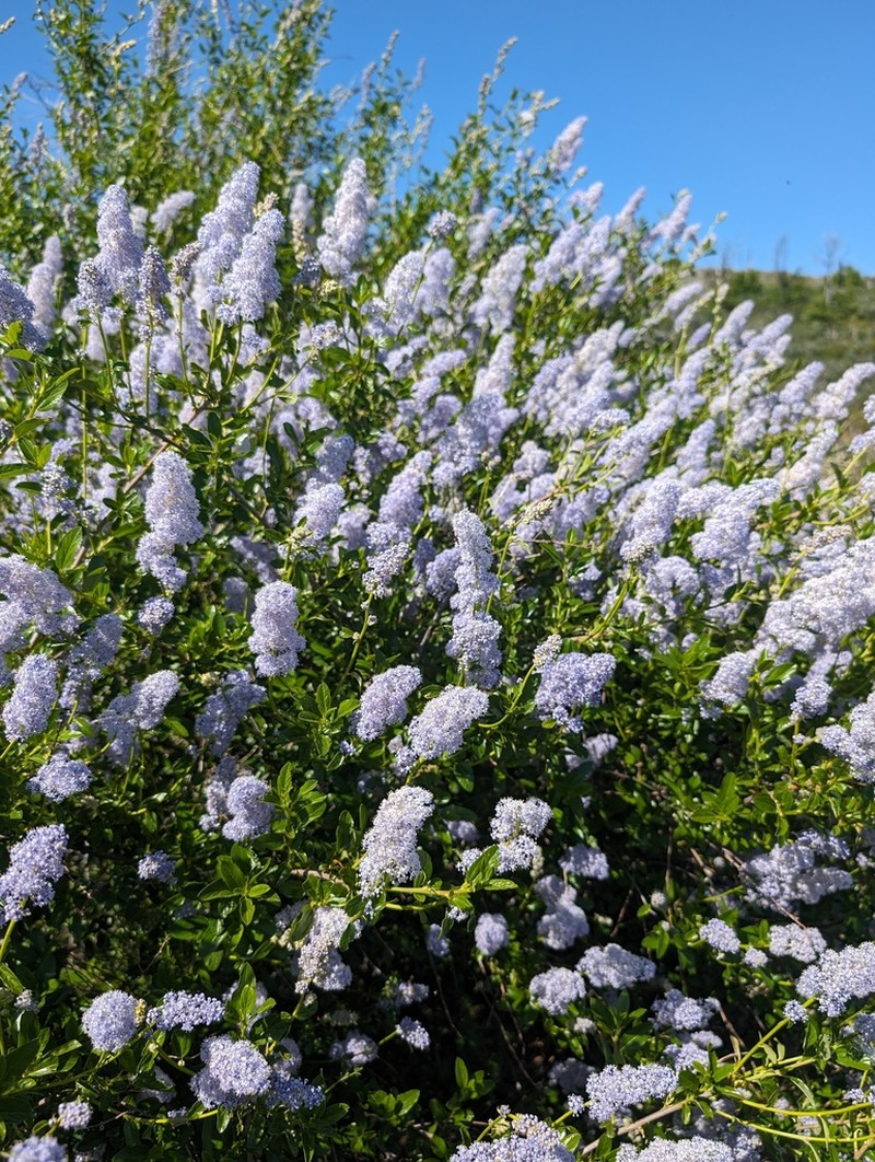 Parry Ceanothus