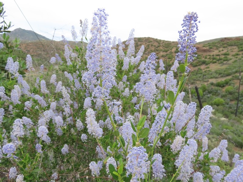 Parry Ceanothus photo 2