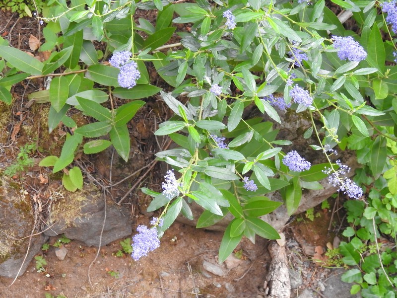 Parry Ceanothus photo 4
