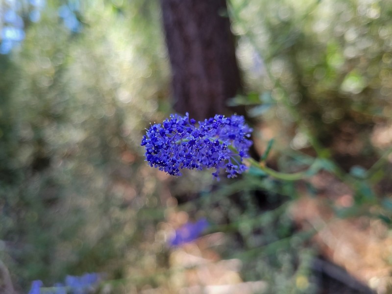 Parry Ceanothus photo 5