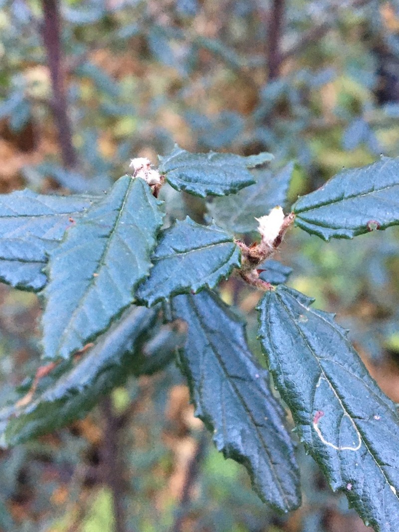 Parry Ceanothus photo 6