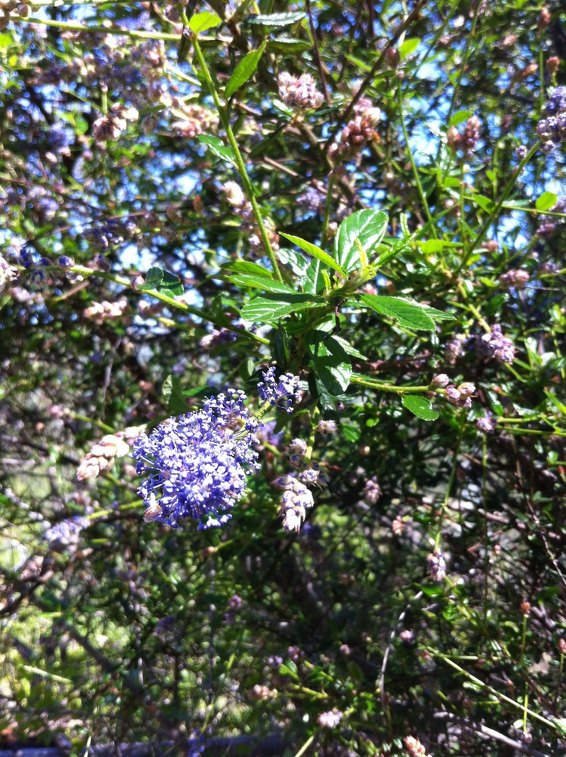 Parry Ceanothus photo 7