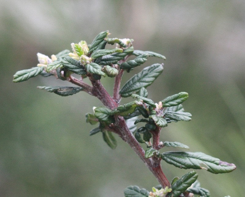 Parry Ceanothus photo 8