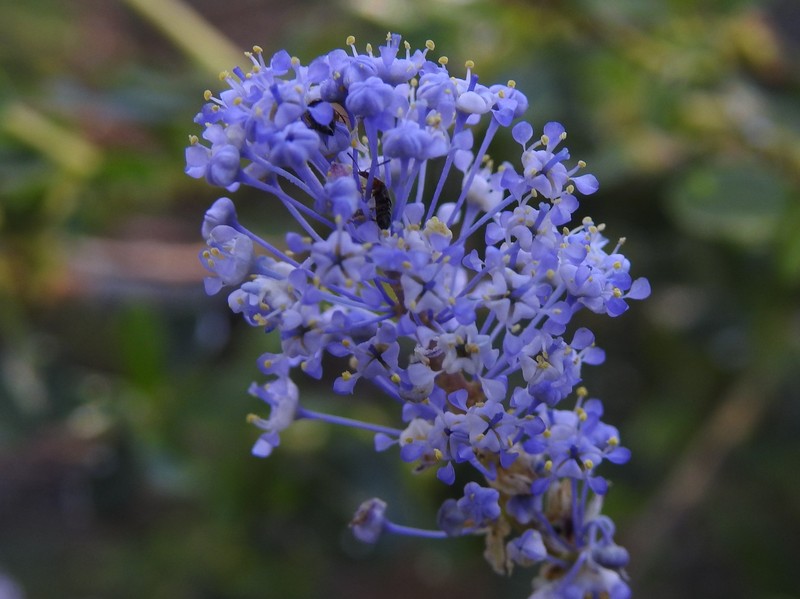 Littleleaf Ceanothus