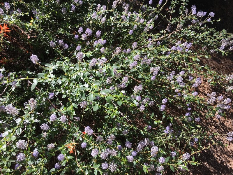 Littleleaf Ceanothus