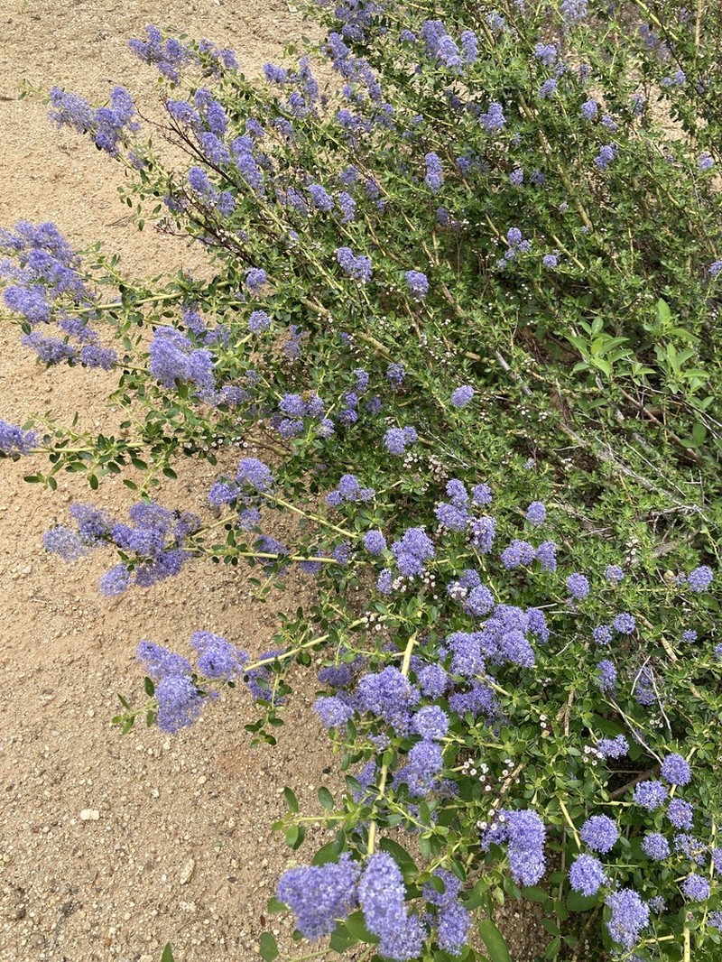 Littleleaf Ceanothus photo 2