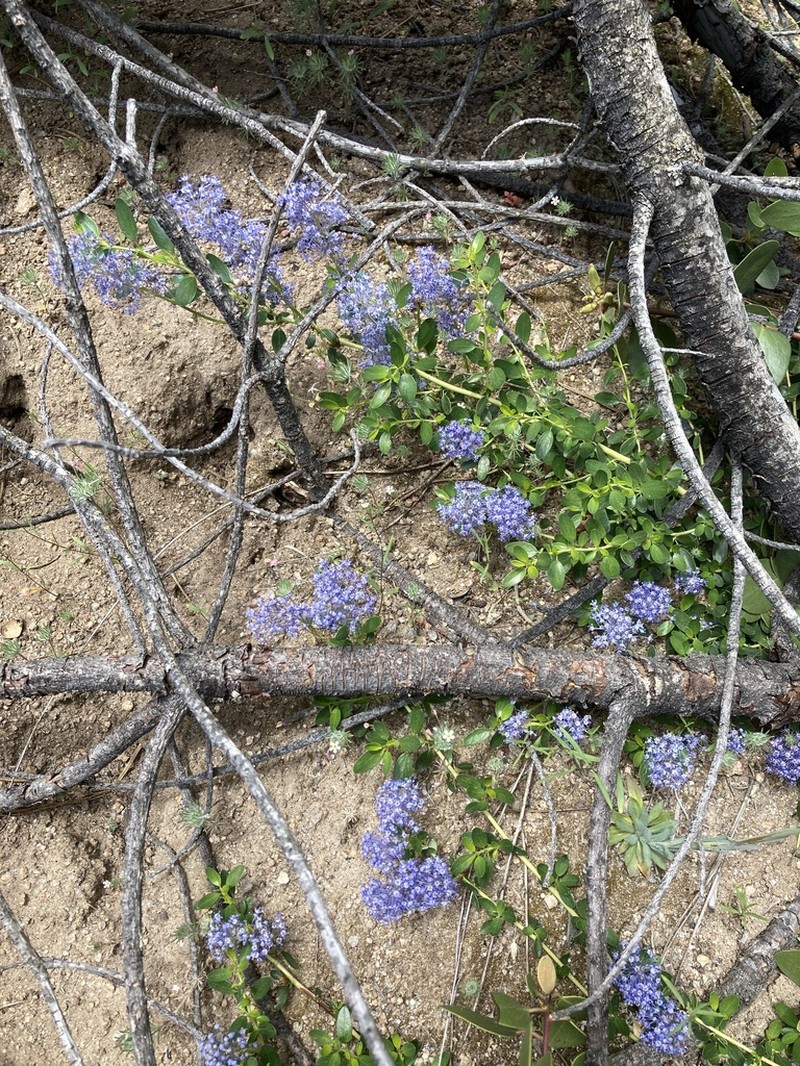 Littleleaf Ceanothus photo 3