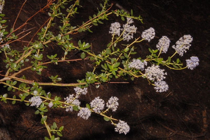 Littleleaf Ceanothus photo 4