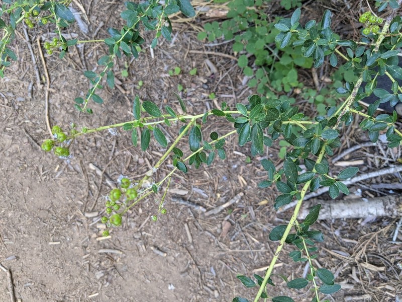 Littleleaf Ceanothus photo 5