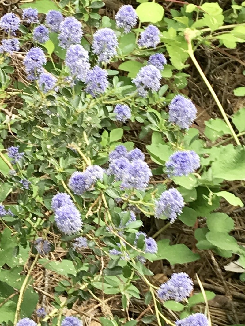 Littleleaf Ceanothus photo 7
