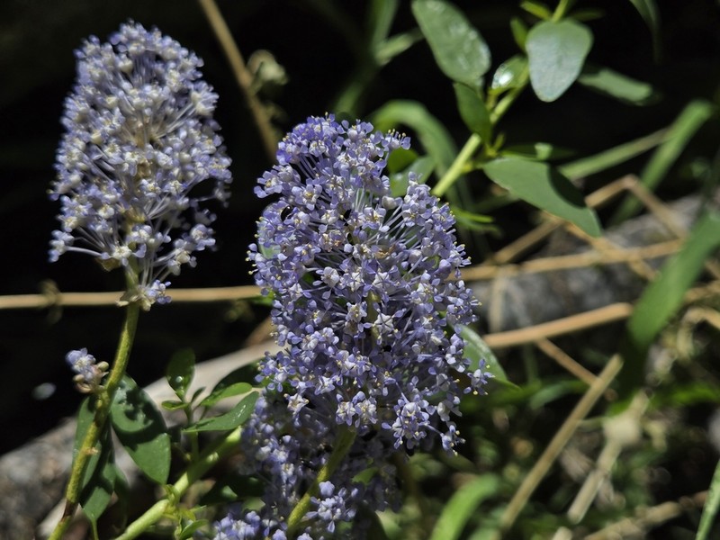Littleleaf Ceanothus photo 8