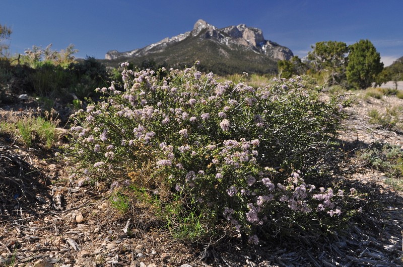 Desert Ceanothus