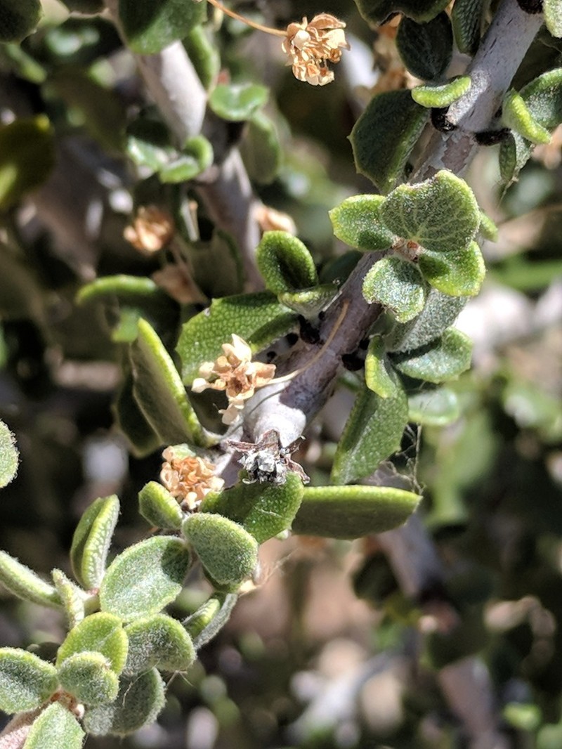 Desert Ceanothus photo 2