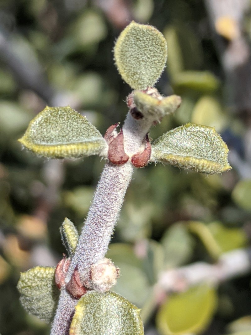 Desert Ceanothus photo 3