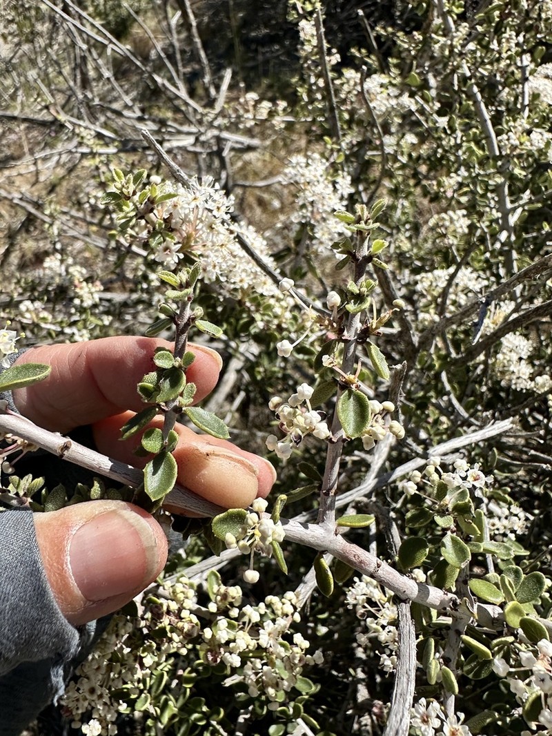 Desert Ceanothus photo 4