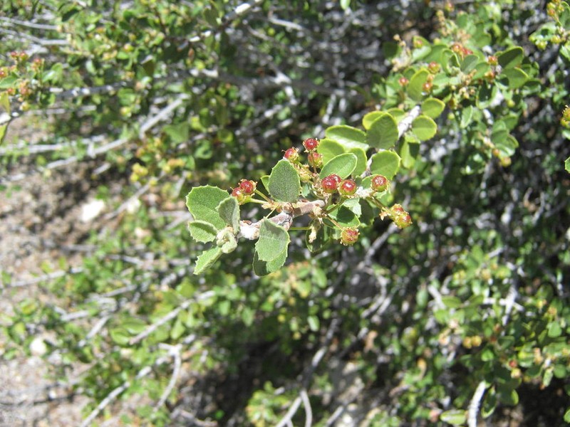 Desert Ceanothus photo 5