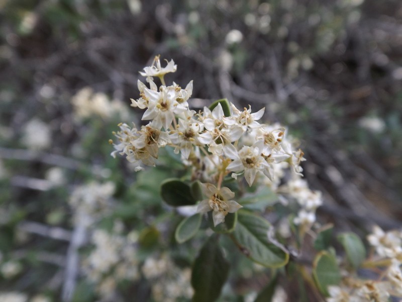 Desert Ceanothus photo 6