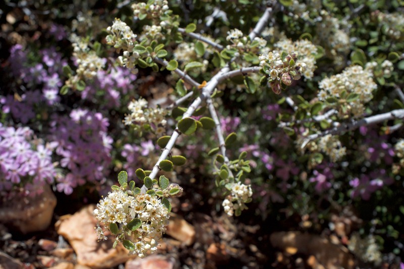 Desert Ceanothus photo 7