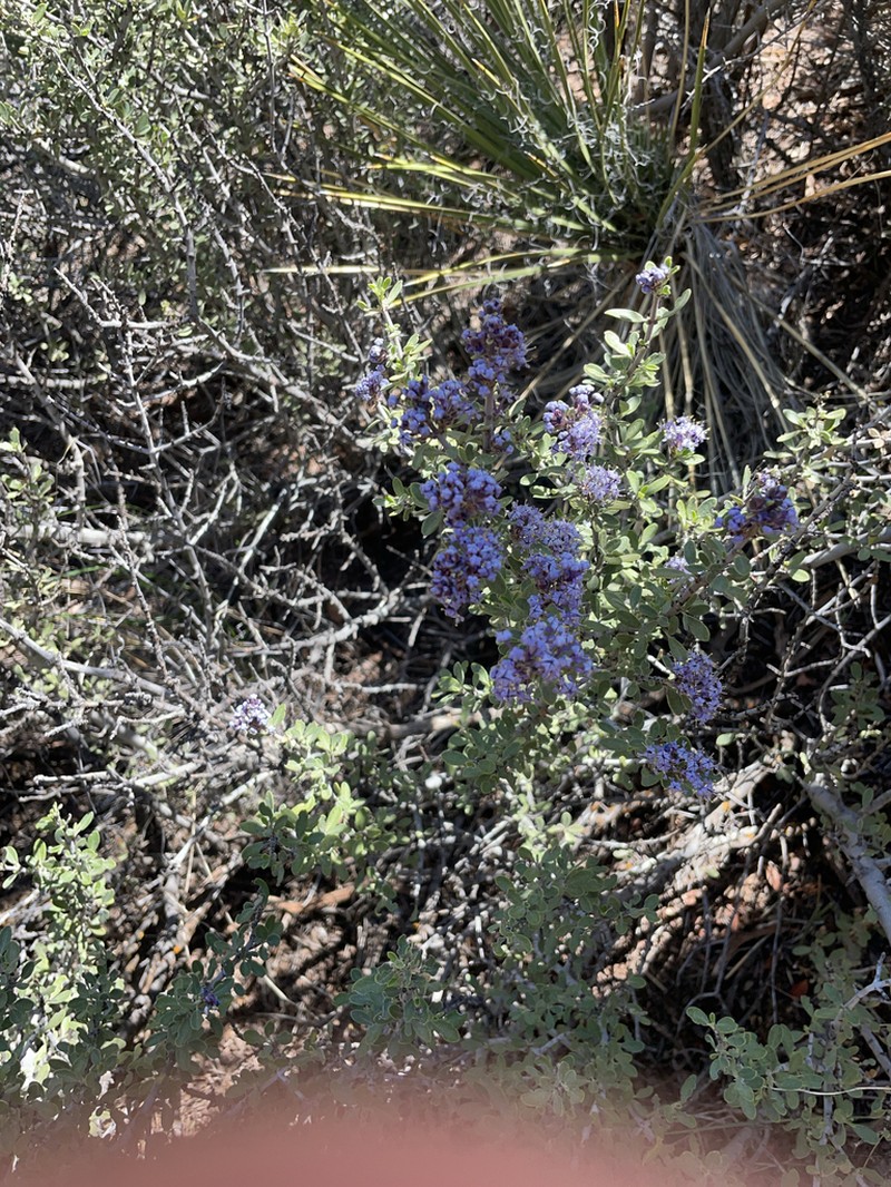 Desert Ceanothus photo 8