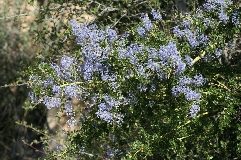 Ceanothus pendletonensis