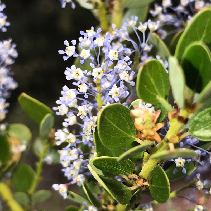 Ceanothus pendletonensis photo 2
